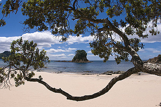 新西兰,北岛,科罗曼德尔,白色,沙滩,小石头,岛屿,树,圣诞树,前景