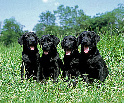 黑色拉布拉多犬,幼仔,坐,草