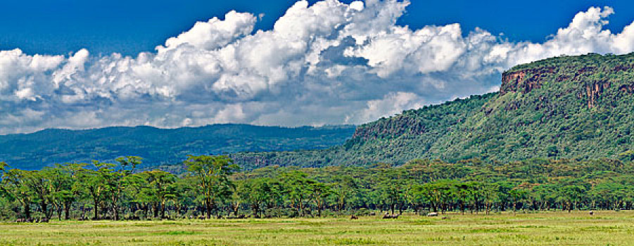 宽阔,刺槐,树林,云,纳库鲁湖国家公园,肯尼亚