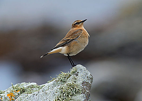 北方,穗即鸟,幼小,栖息,岩石上,伊斯雷岛,声音,内赫布里底群岛,苏格兰,英国,欧洲