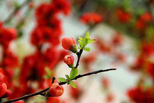 踏春,植物园,赏花