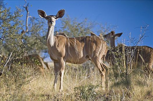 大捻角羚,国家公园,纳米比亚,非洲