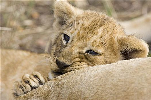 非洲狮,狮子,6-7岁,星期,老,幼兽,休息,母兽,脆弱,马赛马拉国家保护区,肯尼亚