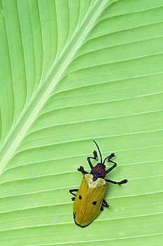 厄瓜多尔,亚马逊盆地,靠近,古柯,雨林,甲虫,海里康属植物,叶子
