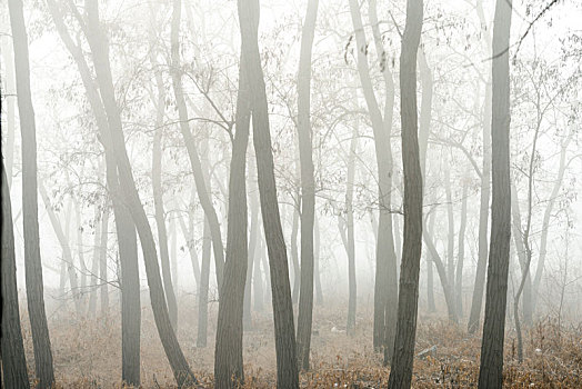 雾气弥漫的树林