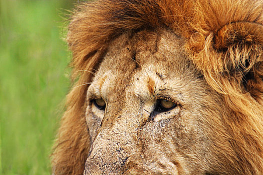 狮子,放松,大草原,马赛马拉,肯尼亚,东非