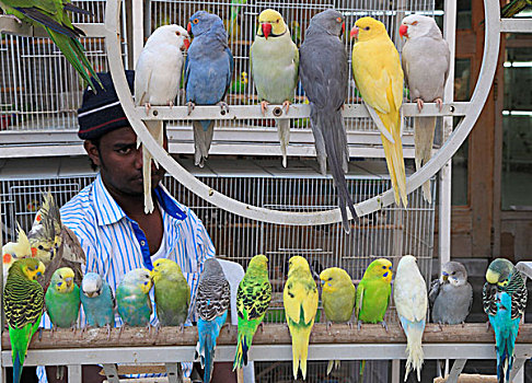 卡塔尔,多哈,鸟,市场