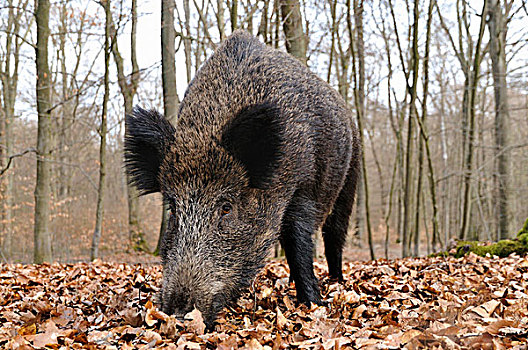 野猪,雌性,觅食,北莱茵威斯特伐利亚,德国,欧洲