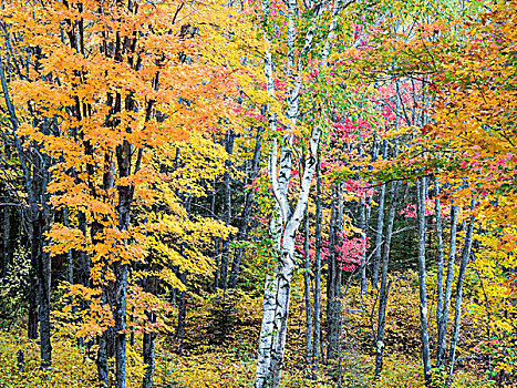 美国,密歇根,半岛,硬木,树林,秋天