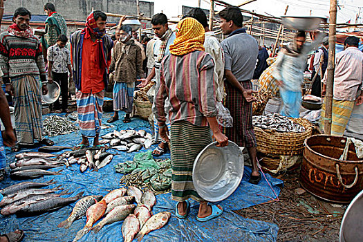 批发,市场,鱼,达卡,孟加拉,2007年