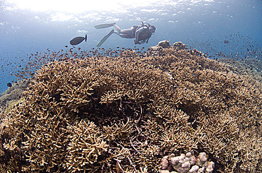 大量,珊瑚,巴布亚新几内亚