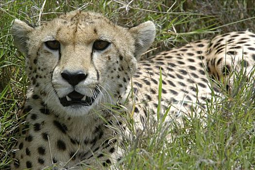 印度豹,塞伦盖蒂国家公园,坦桑尼亚,非洲