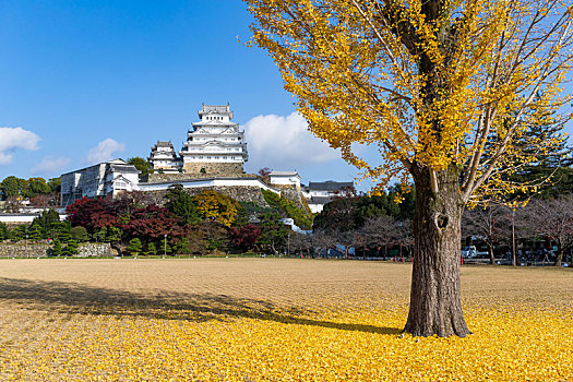 城堡,银杏