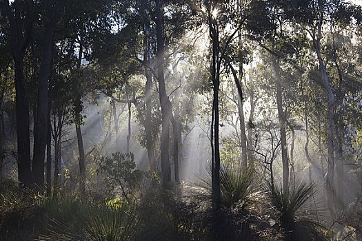 树,阳光,佩思,西澳大利亚,澳大利亚