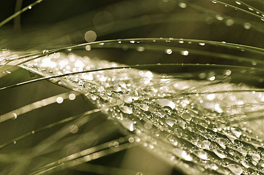 雨,新加坡