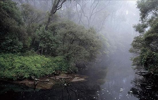 怪异,模糊,河,水汽,丛林,雾,溪流,澳大利亚,世界遗产