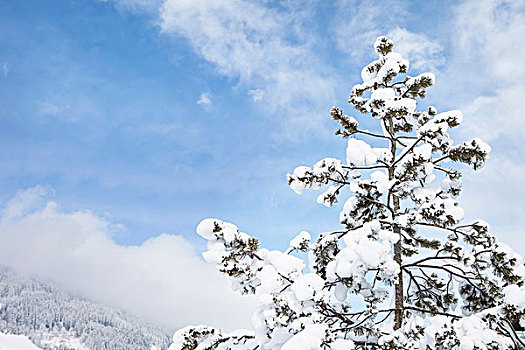 积雪,树,基茨比厄尔,提洛尔,奥地利