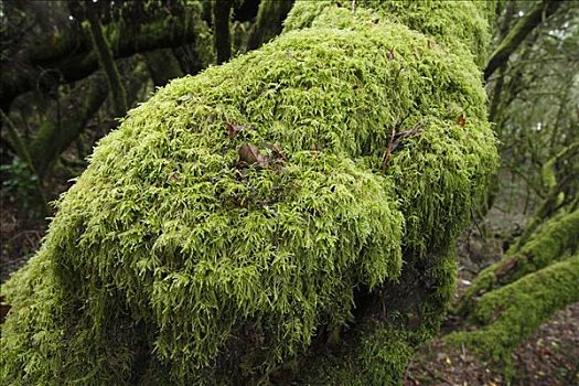 苔藓,树上,加拉霍艾国家公园,树林,加纳利群岛,西班牙