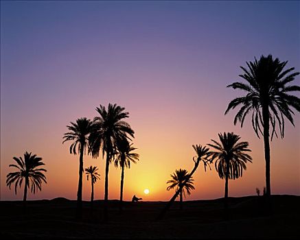 日出,棕榈树,骑骆驼,杜兹