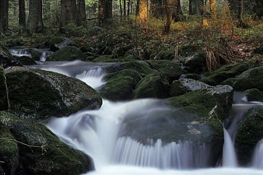 溪流,巴伐利亚森林,巴伐利亚,德国