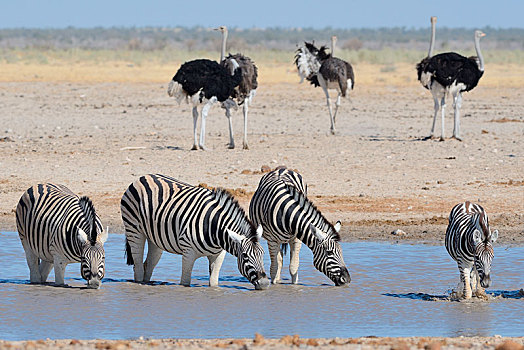 斑马,马,喝,水坑,鸵鸟,鸵鸟属,骆驼,后面,埃托沙国家公园,纳米比亚,非洲