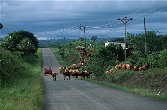 乡间小路,哥斯达黎加