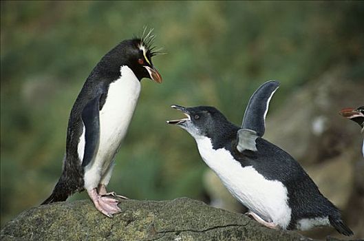 凤冠企鹅,南跳岩企鹅,幼禽,请求,父母,企鹅,坎贝尔岛,新西兰