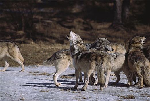 大灰狼,狼,叫喊,新斯科舍省,加拿大