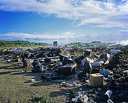 野猪,垃圾场,瓜德罗普,法国,西印度群岛