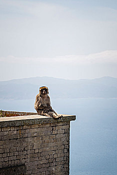 叟猴,坐,护栏,短尾猿,弥猴属,生活方式,半岛,直布罗陀,石头