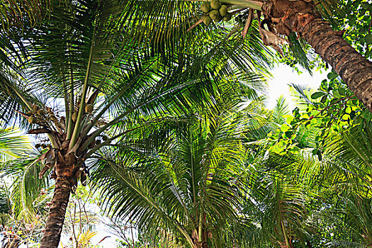 棕榈树,巴西