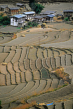 不丹,农场,梯田