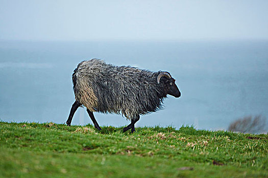 特写,绵羊,走,地点,春天,四月,赫尔戈兰岛,小岛,北德