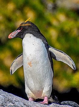 南极麦哲伦企鹅入海游泳