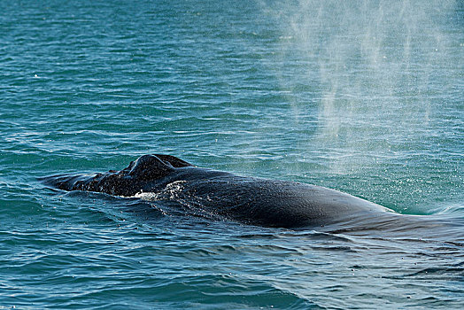 驼背鲸,大翅鲸属,鲸鱼,吹,冰岛,欧洲