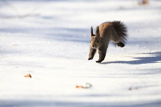 北海道松鼠,早,冬天