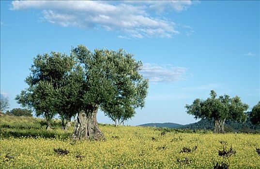 橄榄树,埃斯特雷马杜拉,西班牙