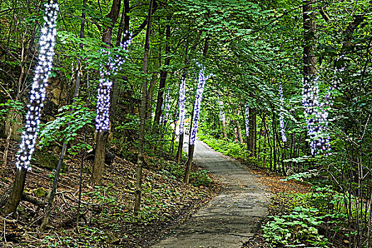 步道,树林,围绕,光亮,树,岛屿,蒙特利尔,魁北克,加拿大