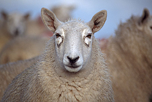 绵羊,安特里姆郡,北爱尔兰