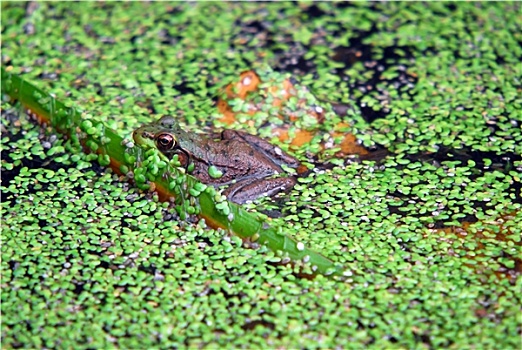 青蛙,水塘