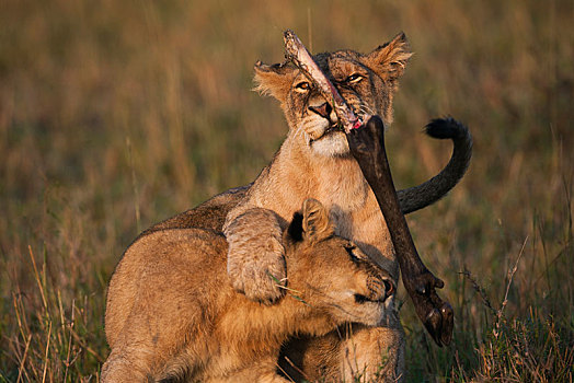 幼兽,狮子,塞伦盖蒂,裂谷省,肯尼亚,非洲