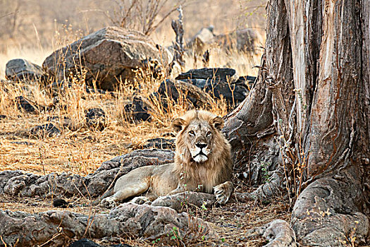 非洲狮,狮子,国家公园,坦桑尼亚
