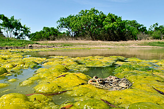 南方豹蛙,水塘,藻类,西部,德克萨斯