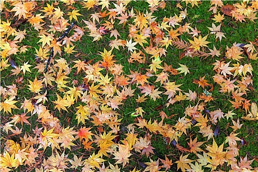 鸡爪枫,树,叶子,地上