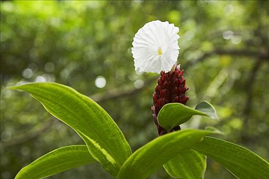 开花植物,伯利兹