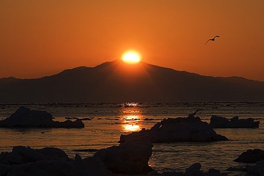 日出,海洋,冰