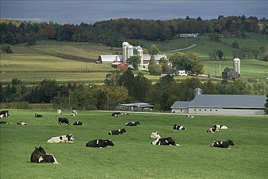 黑白花牛,佛蒙特州,美国