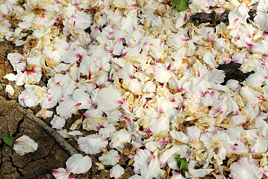 秋天,杏仁,凋谢,玫瑰花瓣,杏树,花,果园,地面