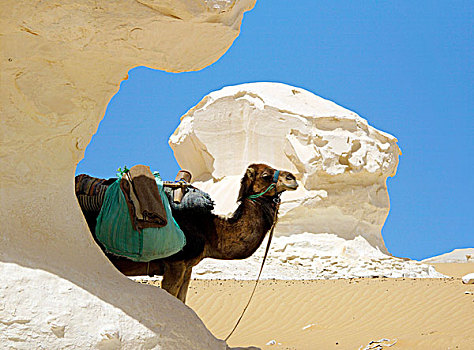 埃及,骆驼,休息
