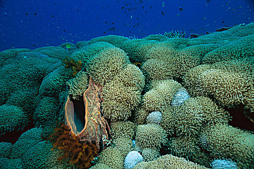 珊瑚,万鸦老,苏拉威西岛,印度尼西亚